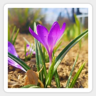 Purple Crocus Close Up Sticker